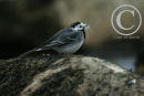 Pied Wagtail collecting nesting material.